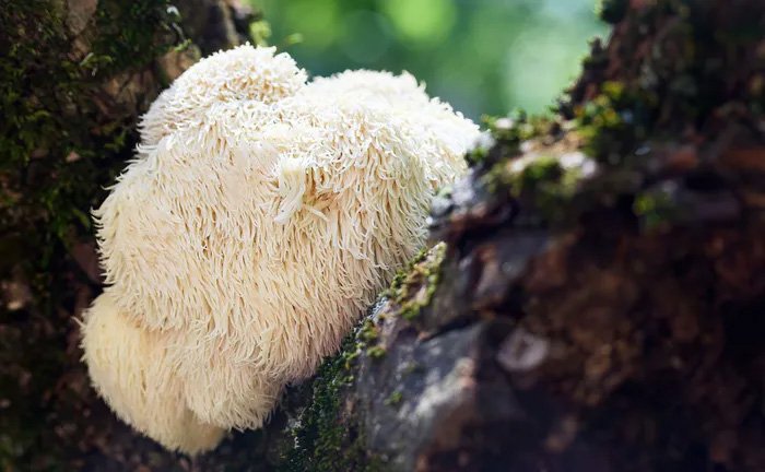 Lions Mane Functional Mushroom Benefits